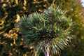 Pinus sylvestris Baba IMG_2965 Sosna pospolita
